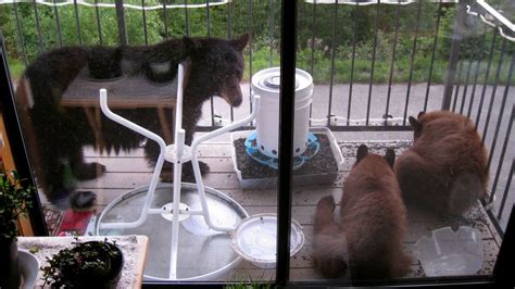 Bear cub tries to wriggle into home through cat door .
